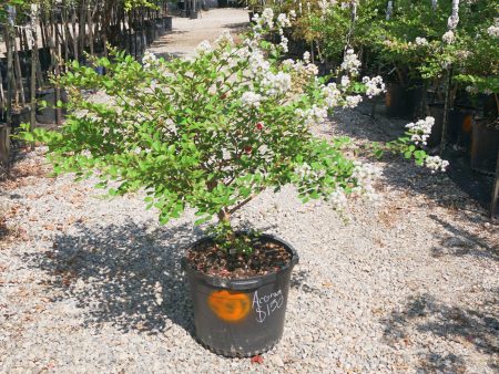 Acoma Crape Myrtle, White - Lagerstroemia Indica x Fauriei   Acoma  Hot on Sale