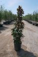 Little Gem Magnolia - Magnolia Grandiflora  Little Gem  For Sale