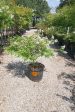 Acoma Crape Myrtle, White - Lagerstroemia Indica x Fauriei   Acoma  Cheap