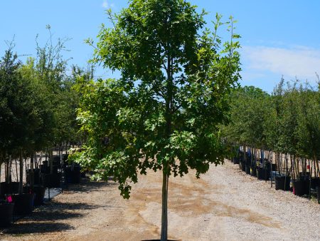 Texas Red Oak - Quercus Buckleyi Discount