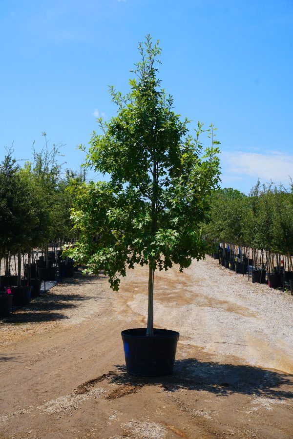 Texas Red Oak - Quercus Buckleyi Discount