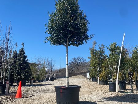 Eagleston Holly (Tree Form) - Ilex x Attenuata Discount