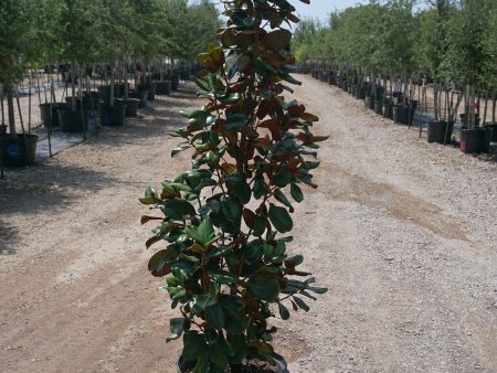 Little Gem Magnolia - Magnolia Grandiflora  Little Gem  on Sale